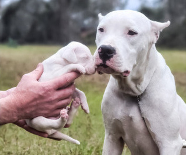 Full screen Photo #1 Dogo Argentino Puppy For Sale in MULBERRY, FL, USA