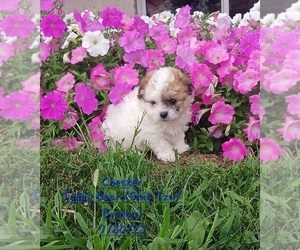 Zuchon Litter for sale in TOPEKA, IN, USA
