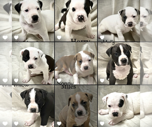 American Bully Litter for sale in SIOUX CITY, IA, USA