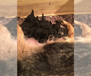 German Shepherd Dog Litter for sale in STEUBENVILLE, OH, USA