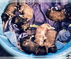 Cavalier King Charles Spaniel-Yo-Chon Mix Litter for sale in VANCOUVER, WA, USA
