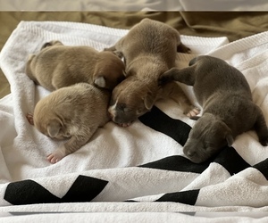 American Bully Litter for sale in MILLVILLE, NJ, USA