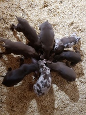 Catahoula Leopard Dog Litter for sale in WEST BEND, WI, USA