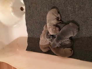 Weimaraner Litter for sale in LAVONIA, GA, USA