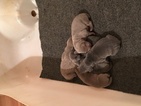 Small Photo #1 Weimaraner Puppy For Sale in LAVONIA, GA, USA