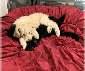 Poodle (Standard) Litter for sale in LEXINGTON, KY, USA