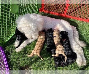 Double Doodle Litter for sale in KEIZER, OR, USA