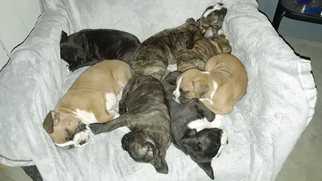 Boxer Litter for sale in KENNEWICK, WA, USA