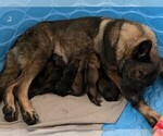 Small Photo #1 German Shepherd Dog Puppy For Sale in BOERNE, TX, USA