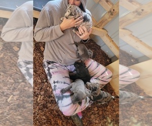 Great Dane Litter for sale in SCOTTSVILLE, KY, USA