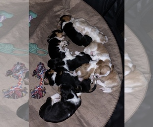 Basset Hound Litter for sale in UNION, KY, USA