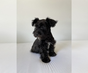 Schnoodle (Miniature) Litter for sale in BAKERSFIELD, CA, USA