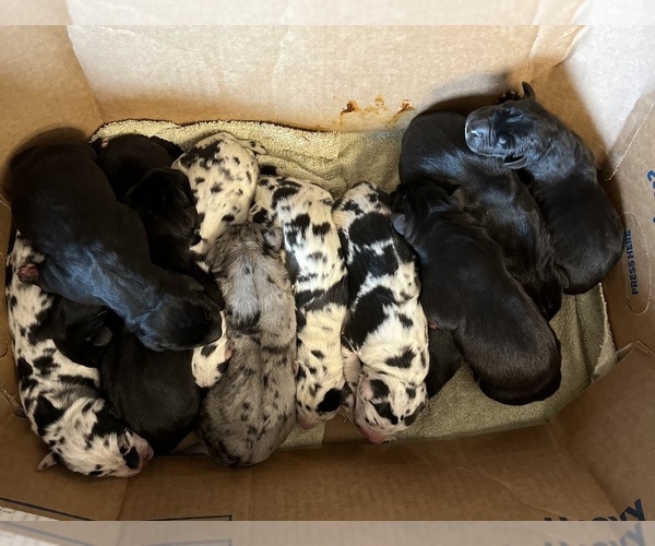 Medium Photo #1 Great Dane Puppy For Sale in SALEM, OR, USA