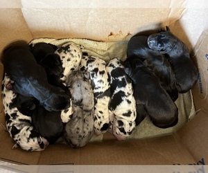Great Dane Litter for sale in SALEM, OR, USA
