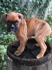 Boxer Litter for sale in MURRAY, KY, USA