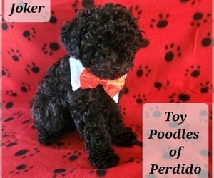 Poodle (Toy) Litter for sale in PENSACOLA, FL, USA