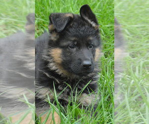 German Shepherd Dog Litter for sale in NEWVILLE, PA, USA