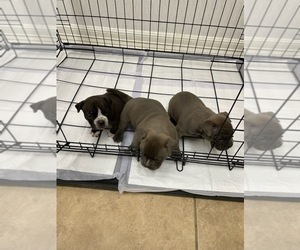 American Bully Litter for sale in HUMBLE, TX, USA