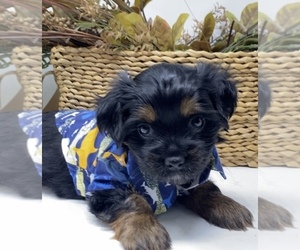 Shorkie Tzu Litter for sale in SELLERSBURG, IN, USA