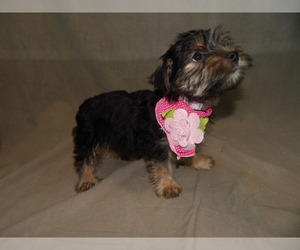 Medium Yorkshire Terrier