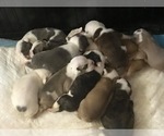 Small Photo #1 English Bulldog Puppy For Sale in FORT GIBSON, OK, USA