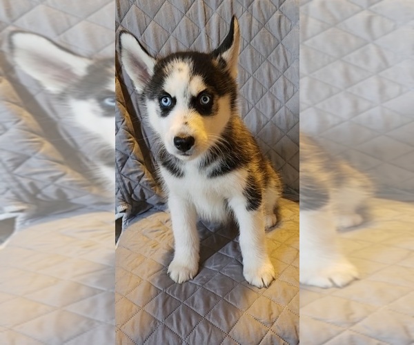 Medium Photo #1 Siberian Husky Puppy For Sale in NEW CASTLE, PA, USA