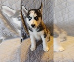 Small Photo #1 Siberian Husky Puppy For Sale in NEW CASTLE, PA, USA