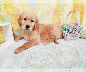 Goldendoodle Litter for sale in BLACK FOREST, CO, USA