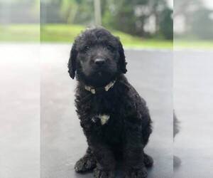 Labradoodle Litter for sale in CUMB GAP, TN, USA