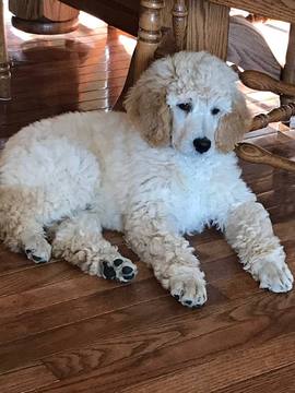 Medium Photo #1 Poodle (Standard) Puppy For Sale in MINERVA, OH, USA