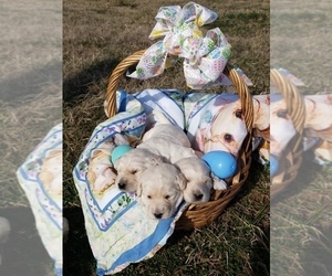 Labradoodle Litter for sale in ADRIAN, MO, USA