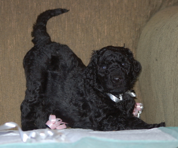 Medium Photo #1 Goldendoodle Puppy For Sale in COLCHESTER, CT, USA