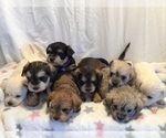 Small Photo #1 Maltipoo Puppy For Sale in BRUSH PRAIRIE, WA, USA