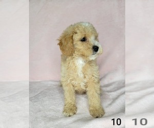 Medium Goldendoodle (Miniature)