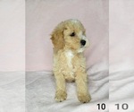 Small Goldendoodle (Miniature)