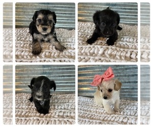 ShihPoo-YorkiePoo Mix Litter for sale in SHELL KNOB, MO, USA