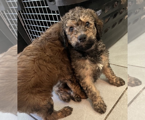 Medium Photo #1 Goldendoodle Puppy For Sale in OAKLEY, CA, USA