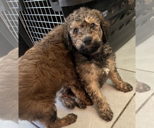 Goldendoodle Litter for sale in OAKLEY, CA, USA