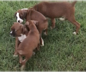 Boxer Litter for sale in WEST UNION, IL, USA