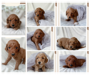 Goldendoodle (Miniature) Litter for sale in PORT NECHES, TX, USA