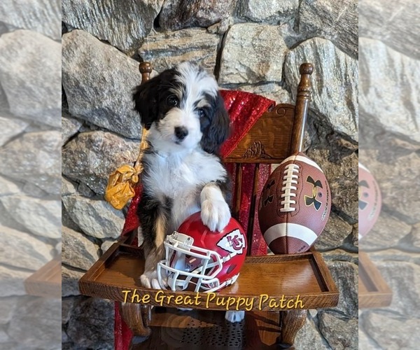 Medium Photo #1 Bernedoodle Puppy For Sale in HARRISONVILLE, MO, USA