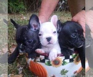 French Bulldog Litter for sale in ATHENS, GA, USA
