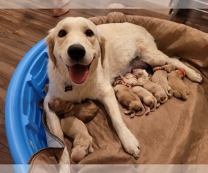 English Cream Golden Retriever-Poodle (Miniature) Mix Litter for sale in OREM, UT, USA