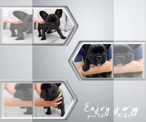 French Bulldog Litter for sale in LEESBURG, GA, USA