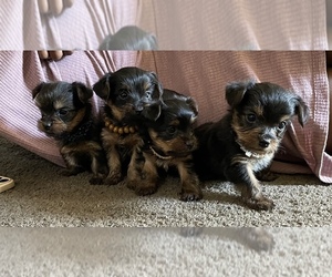 Yorkshire Terrier Litter for sale in TRACY, CA, USA