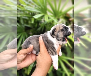 Bulldog Litter for sale in SAINT CLOUD, FL, USA