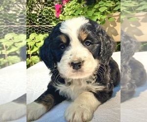 Bernedoodle Litter for sale in WEST GROVE, PA, USA