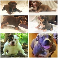 American Pit Bull Terrier Litter for sale in BALTIMORE, MD, USA