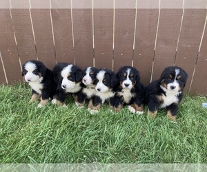 Medium Bernese Mountain Dog