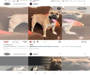 American Bully-French Bulldog Mix Litter for sale in LAS VEGAS, NV, USA